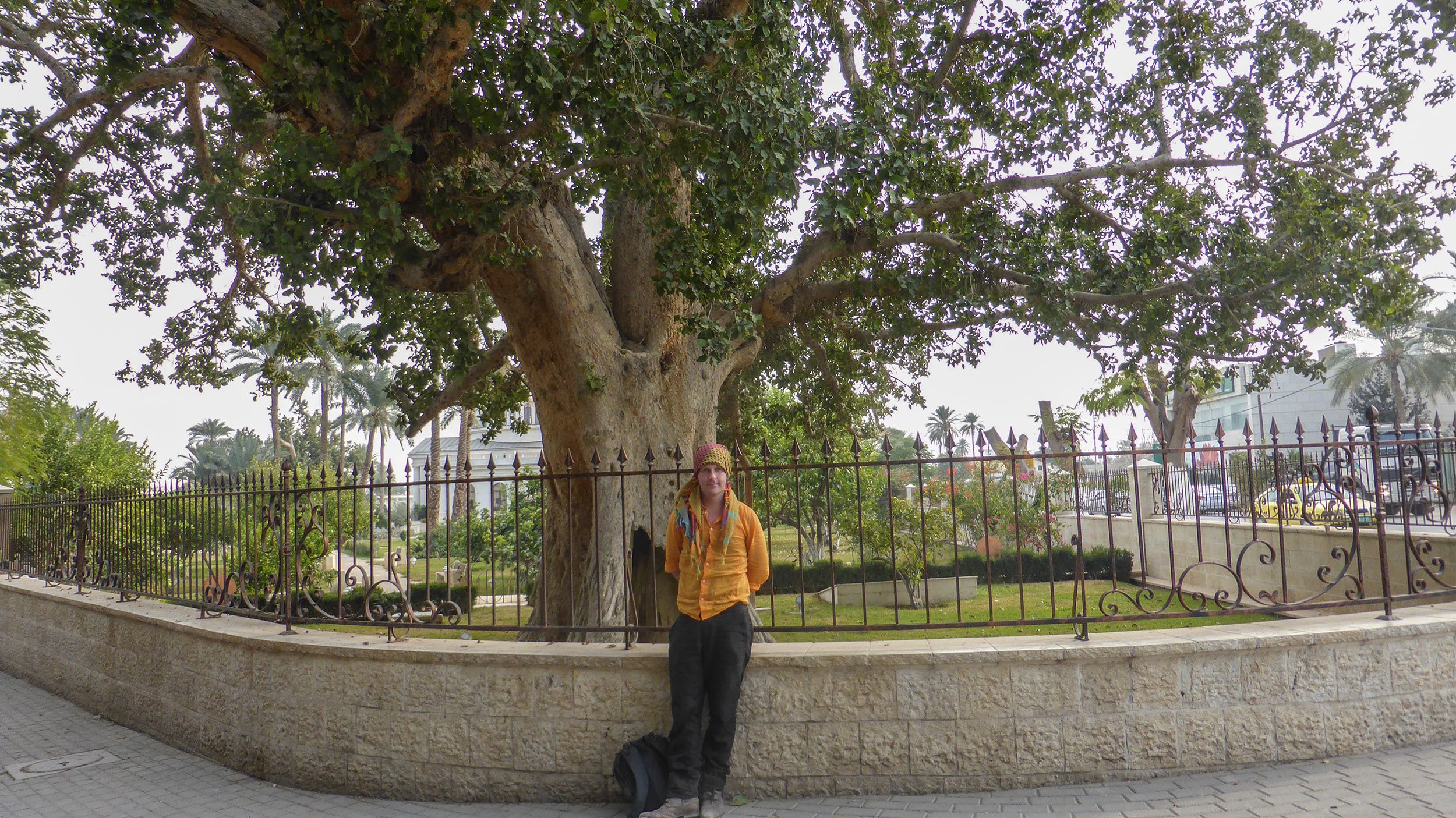 Ben standing by Zacchaeus's sycamore fig tree in Jericho Palestine