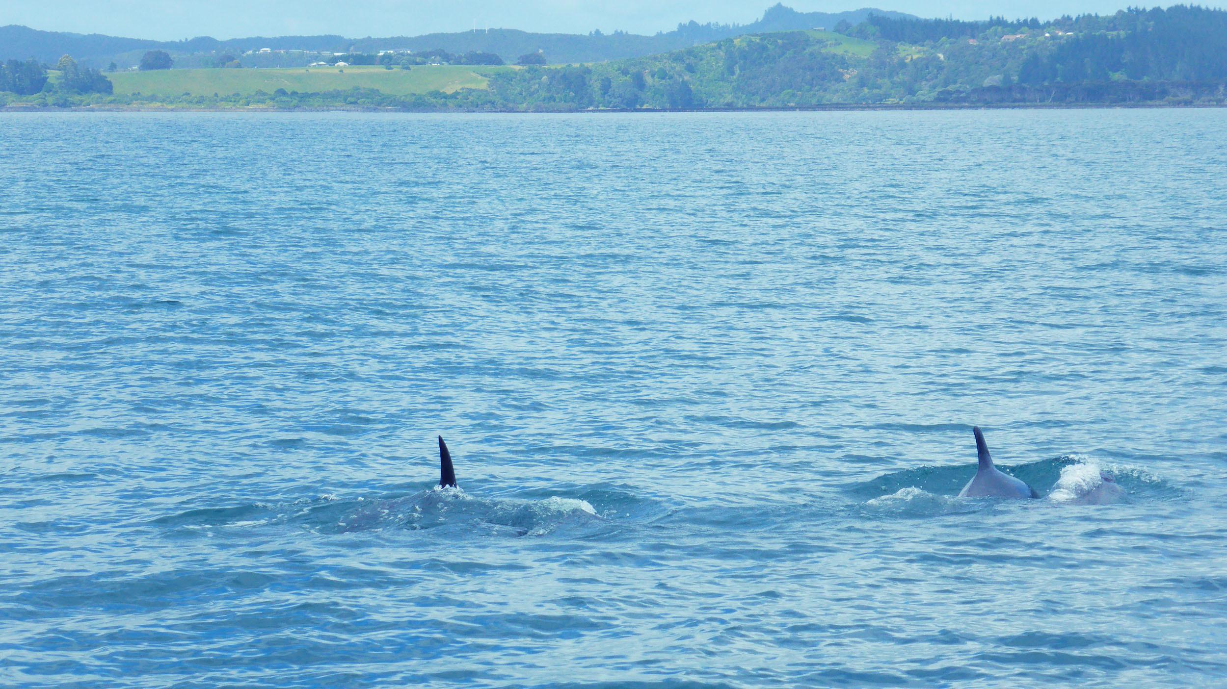 Dolphin fins Bay of Islands North Island New Zealand