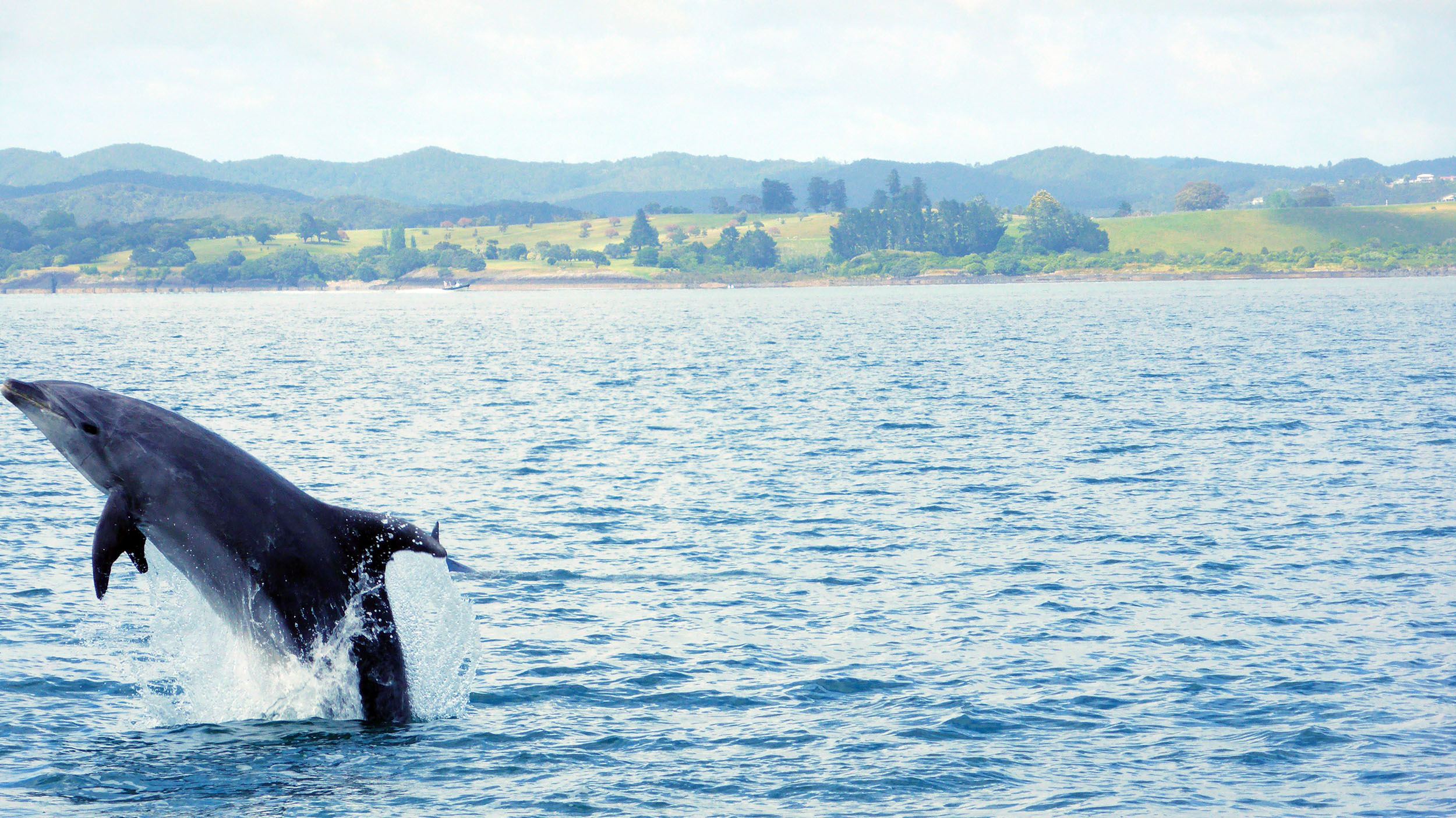 Dolphin leaping out of water Bay of Islands North Island New Zealand