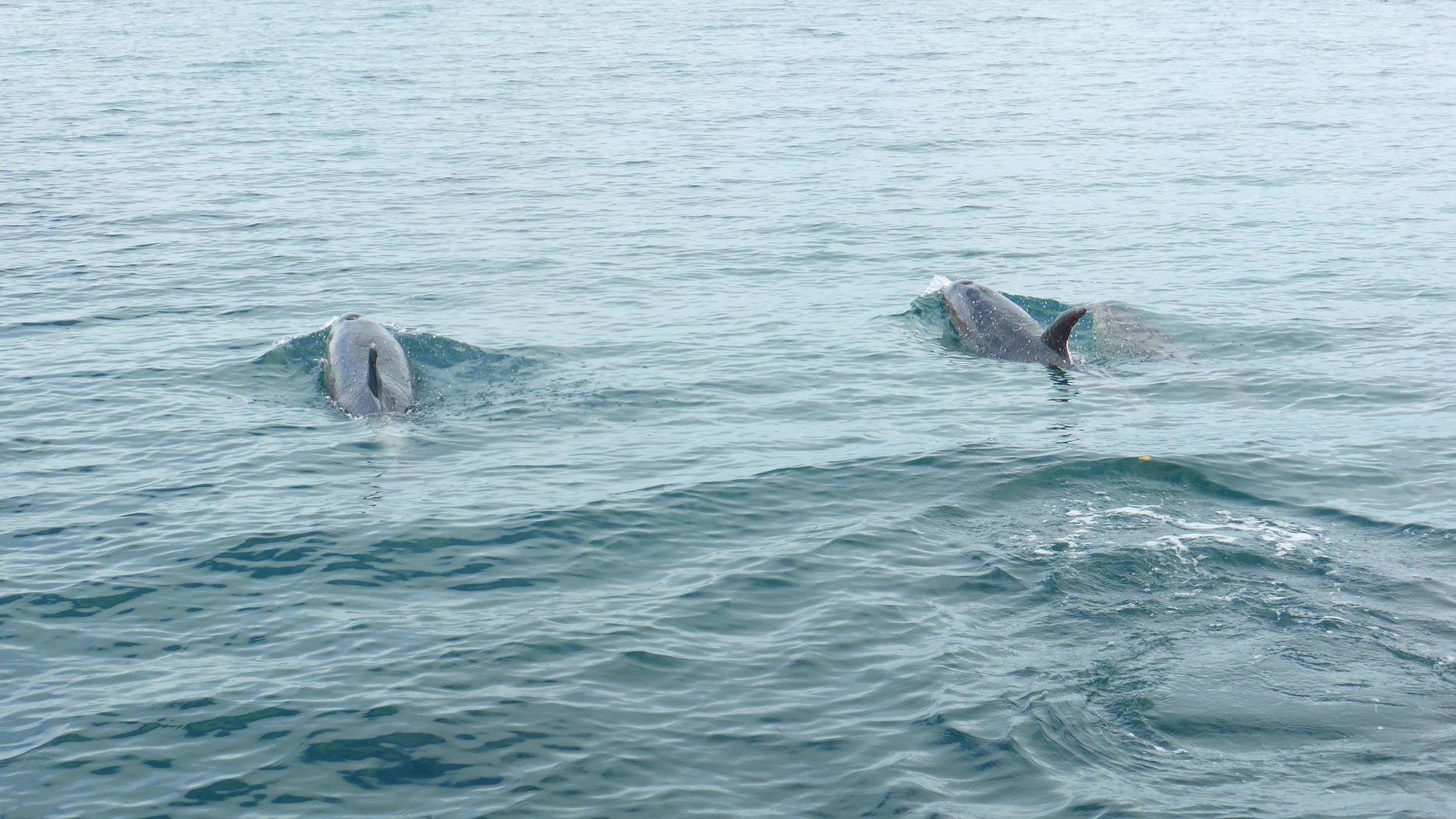 Dolphins swimming in water in Bay of Islands North Island New Zealand