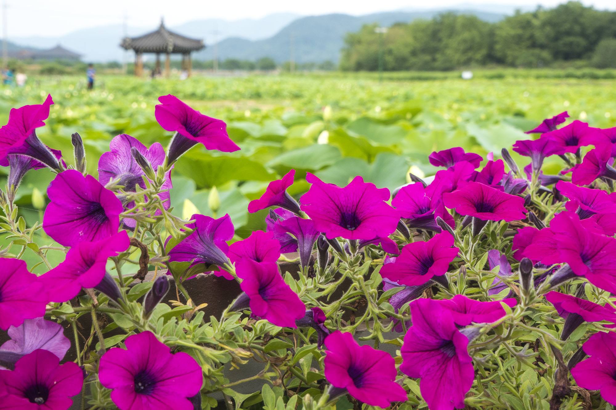 Flowers in Gyeongju Republic of Korea