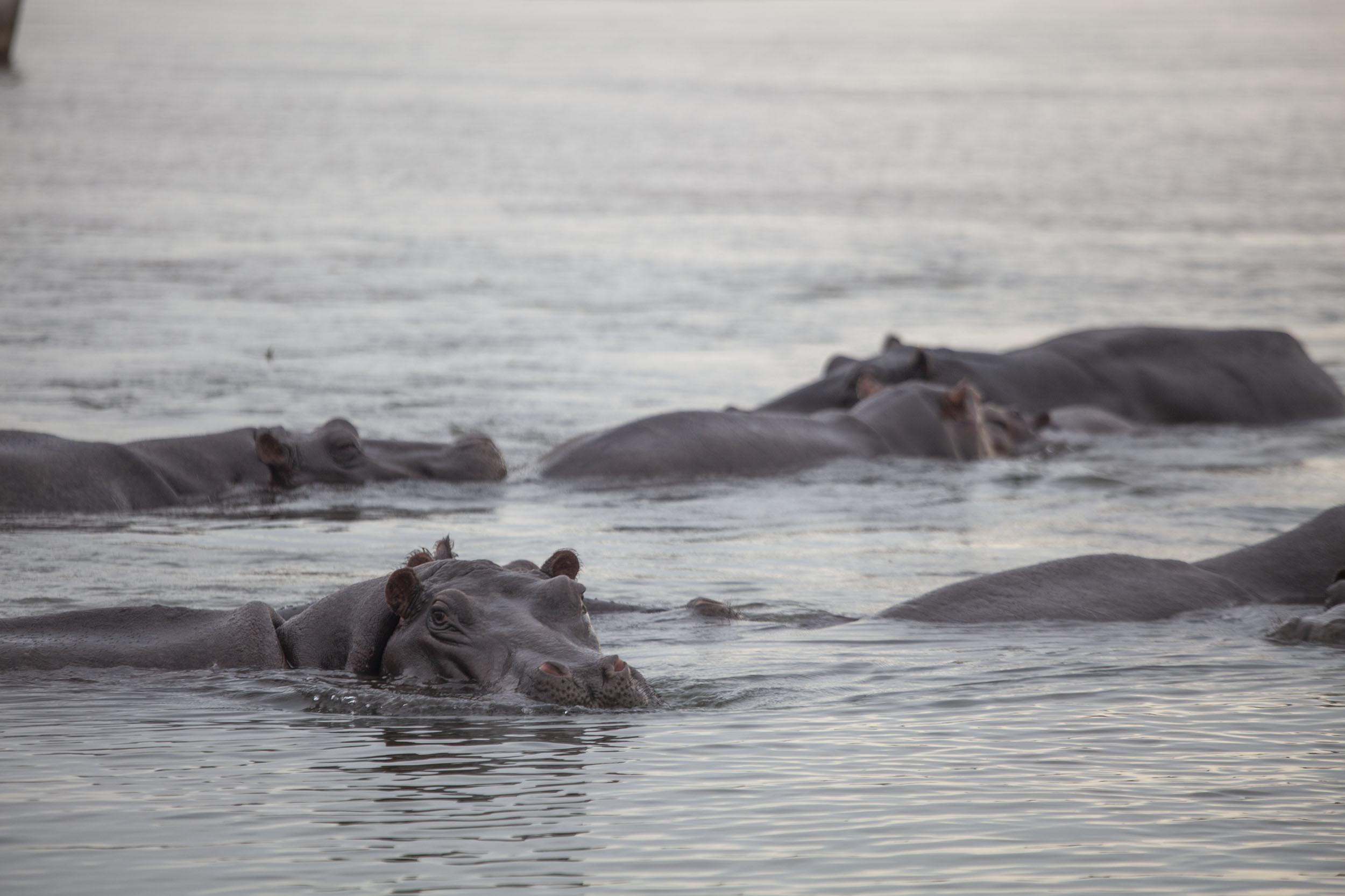 Hippopotami in the Zambezi near Victoria Falls Zimbabwe