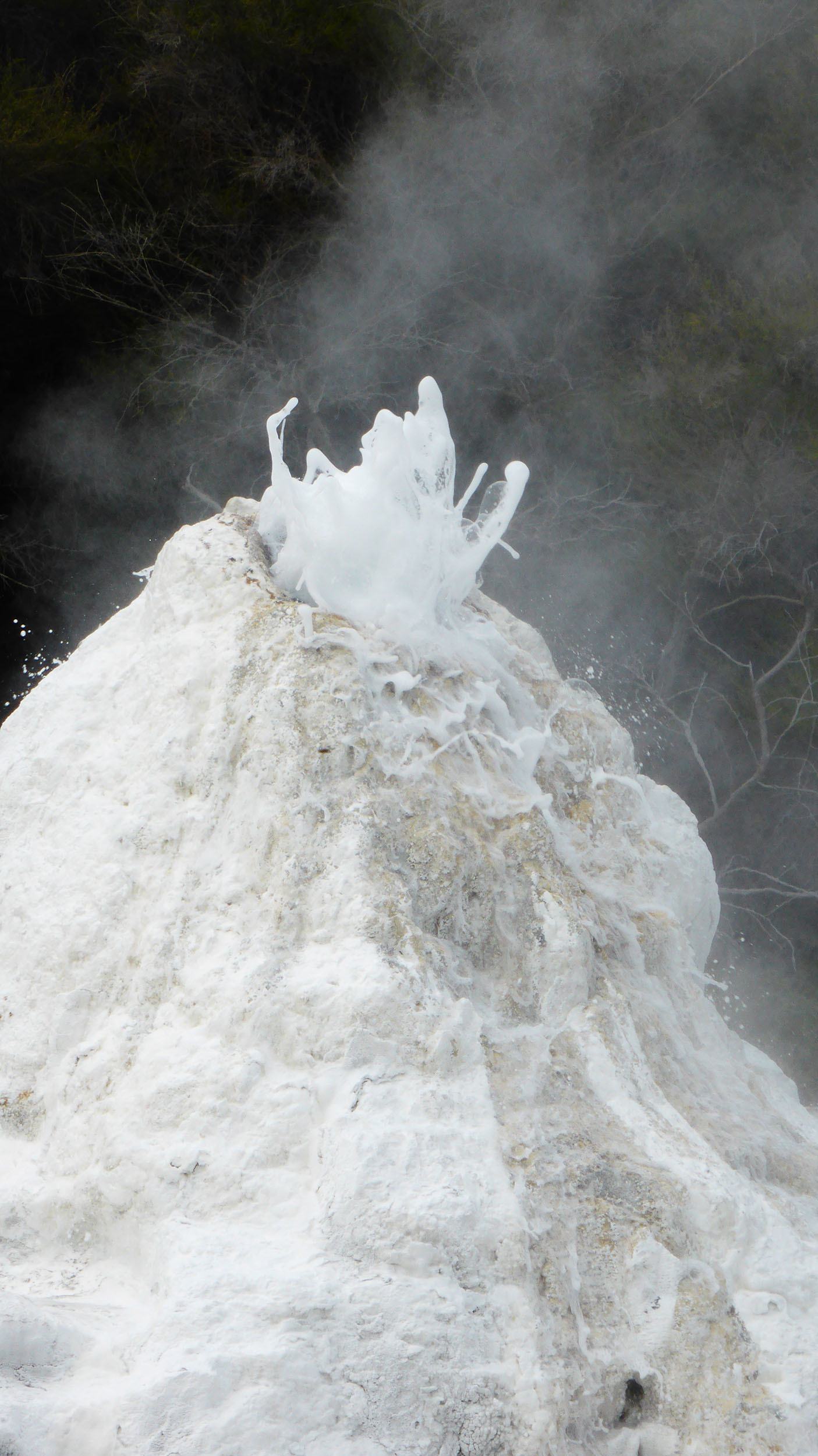 Lady Knox Geyser Wai-o-tapu Geothermal Wonderland Rotorua North Island New Zealand