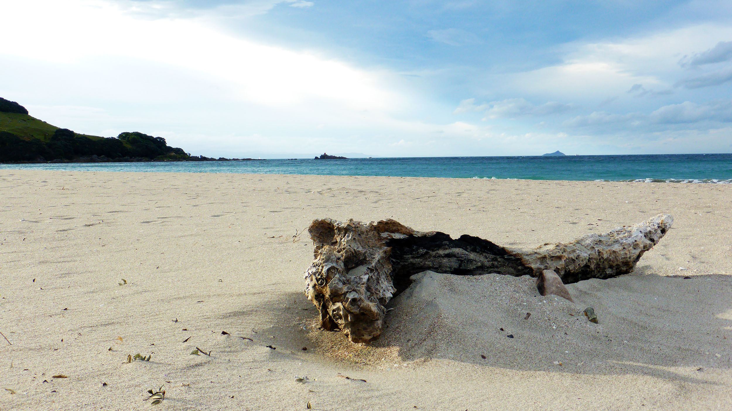 Log on beach Tauranga and The Bay of Plenty North Island New Zealand