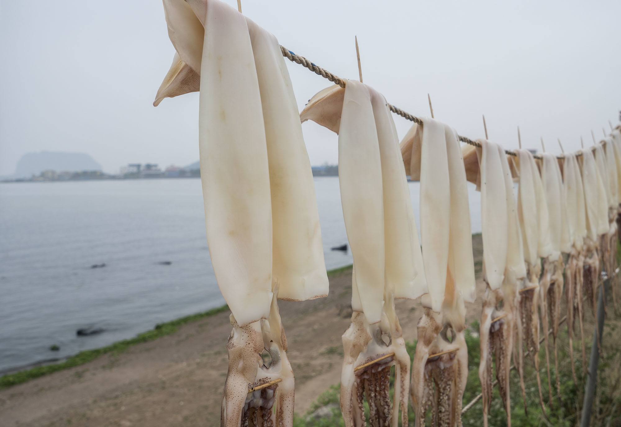 Squid drying by the sea on Jeju Island Republic of Korea