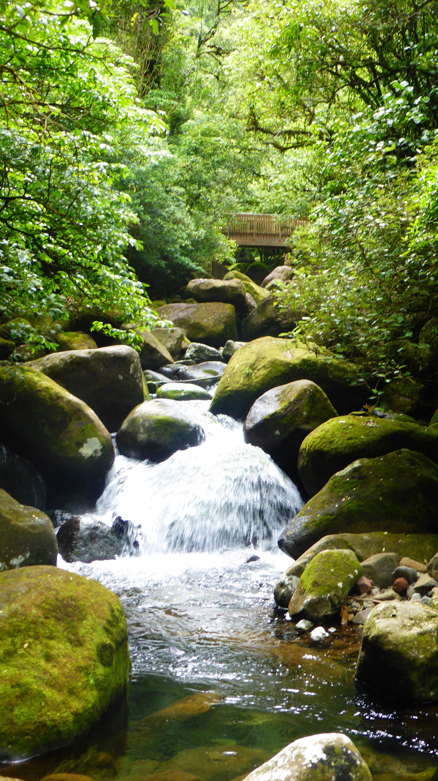 Stream of Wairere Falls North Island New Zealand