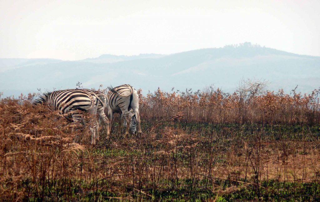 Zebras in Mlilwane Wildlife Sanctuary eSwatini