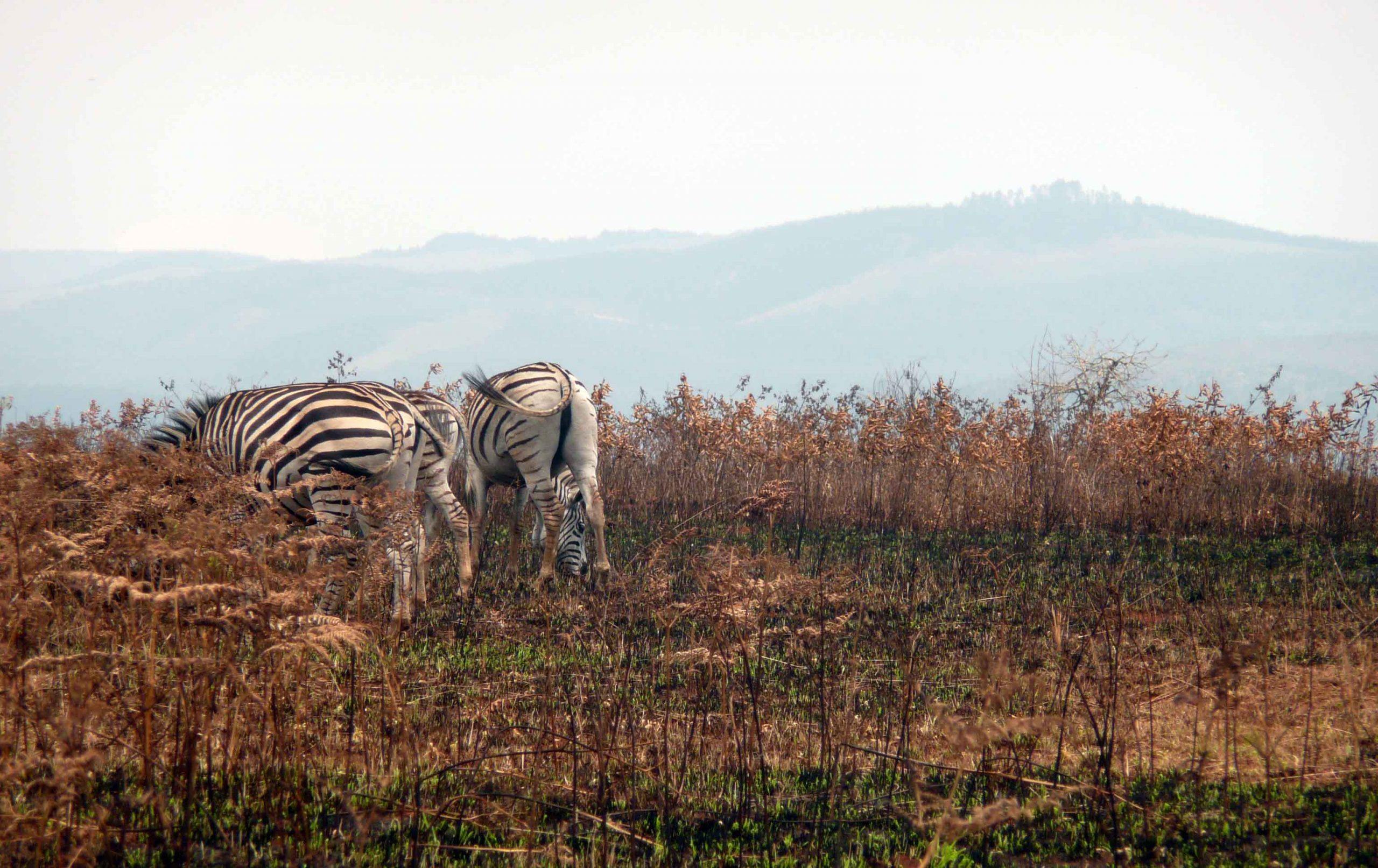 Zebras in Mlilwane Wildlife Sanctuary eSwatini
