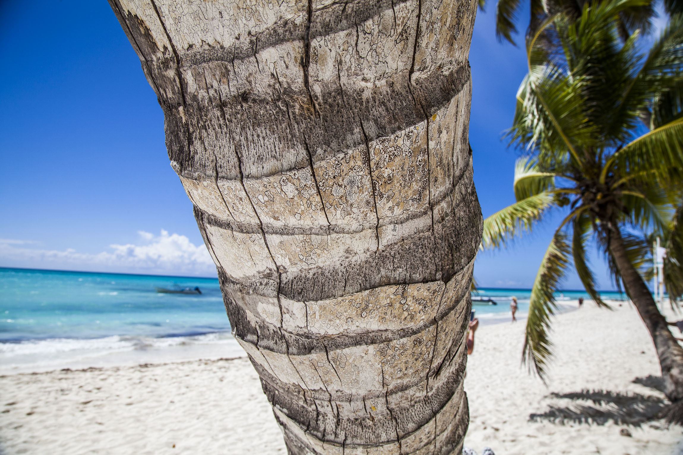 A leaning tree on the beach of Saona Dominican Republic