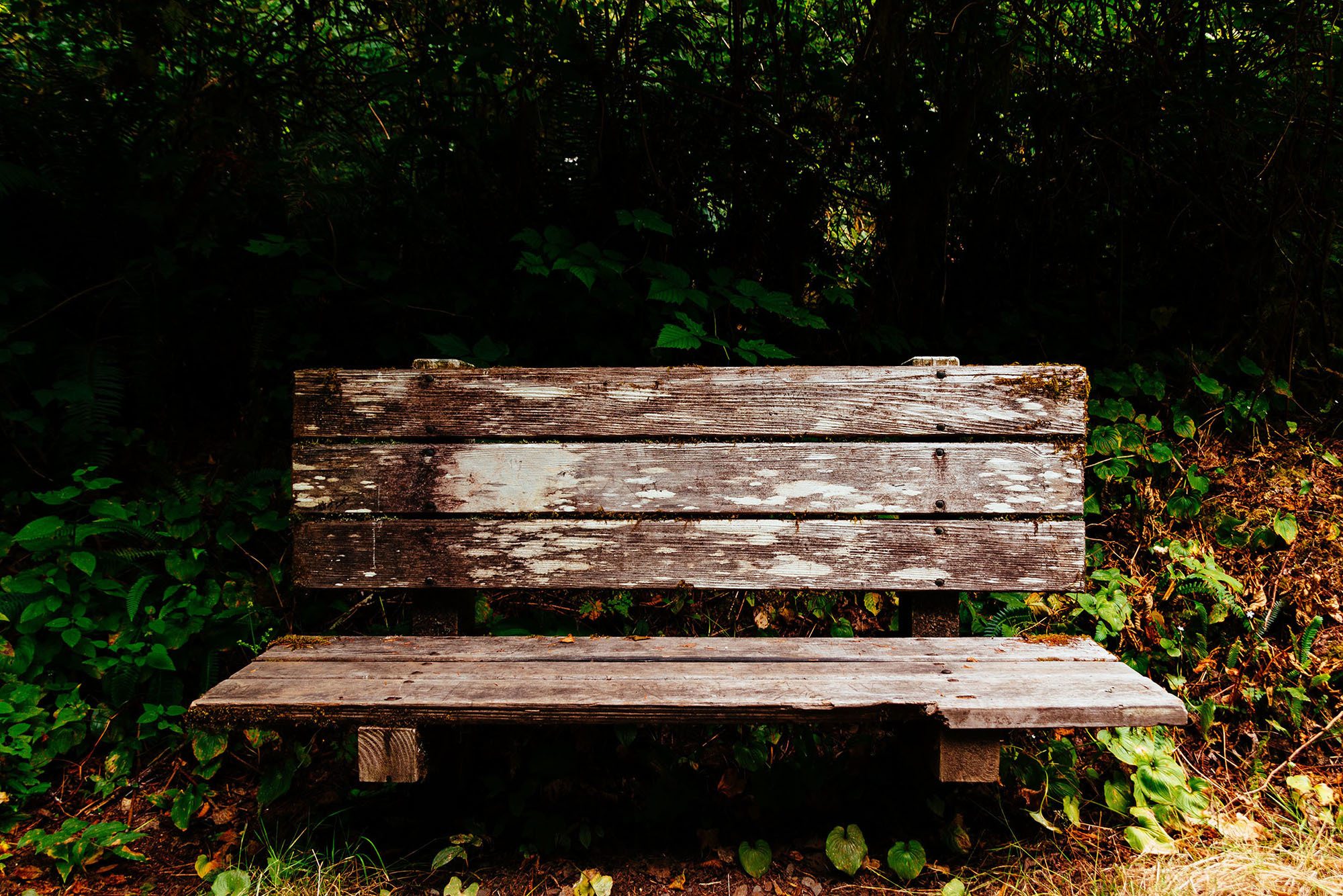 A rustic park bench