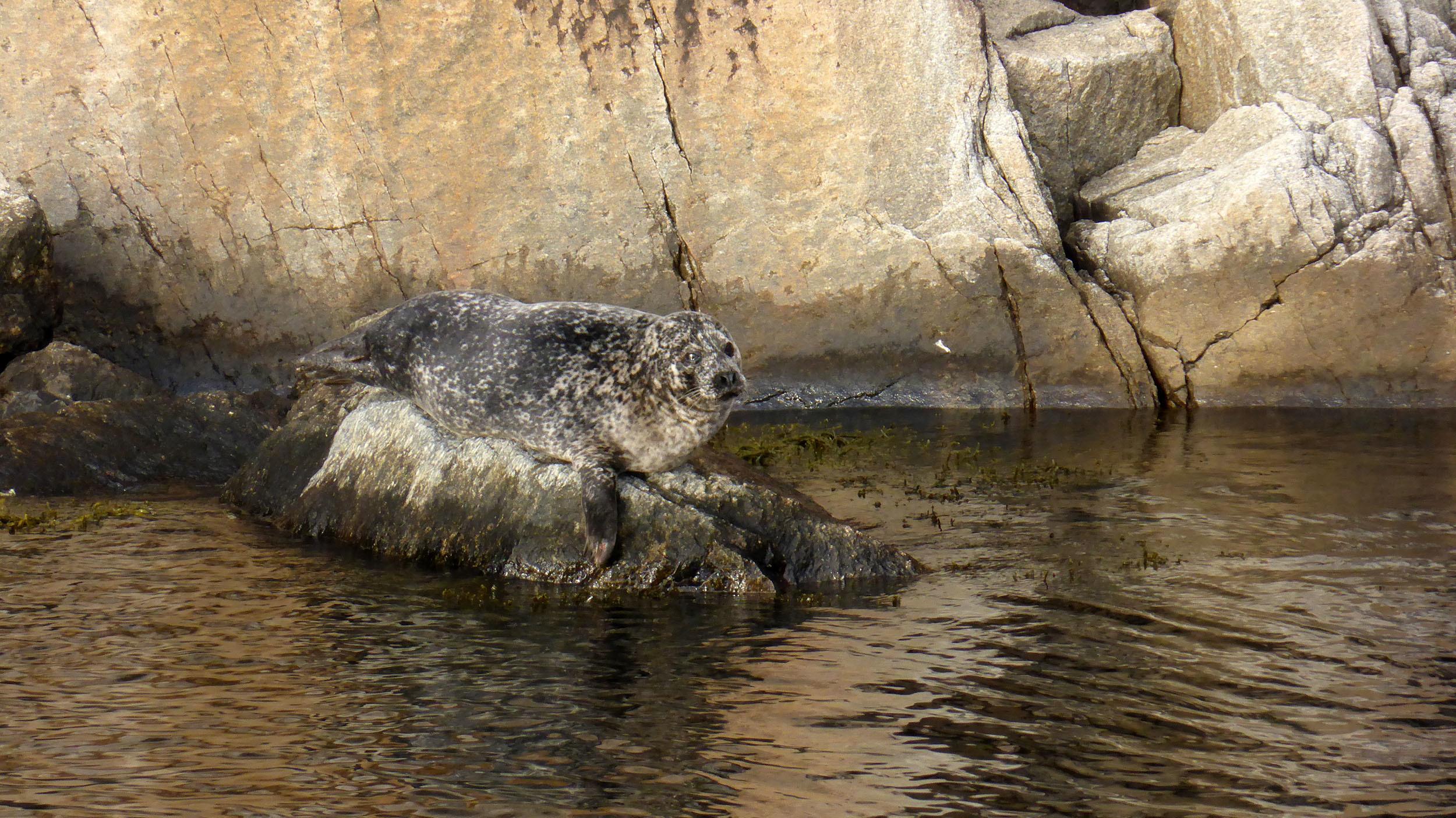 A seal on a rock in the Fjords near Stavanger Norway