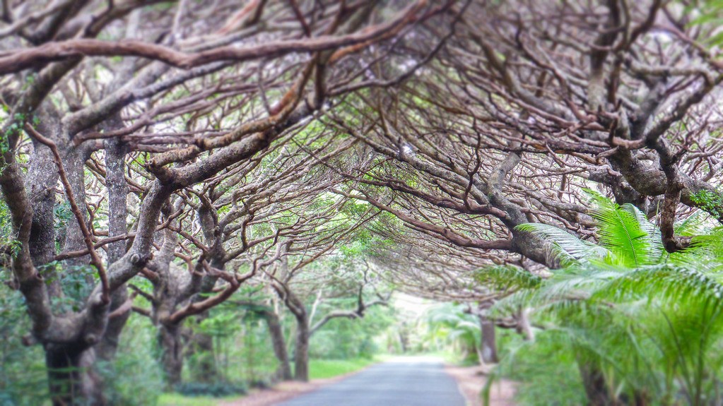 Arch of trees above a road on Ile des Pins New Caledonia