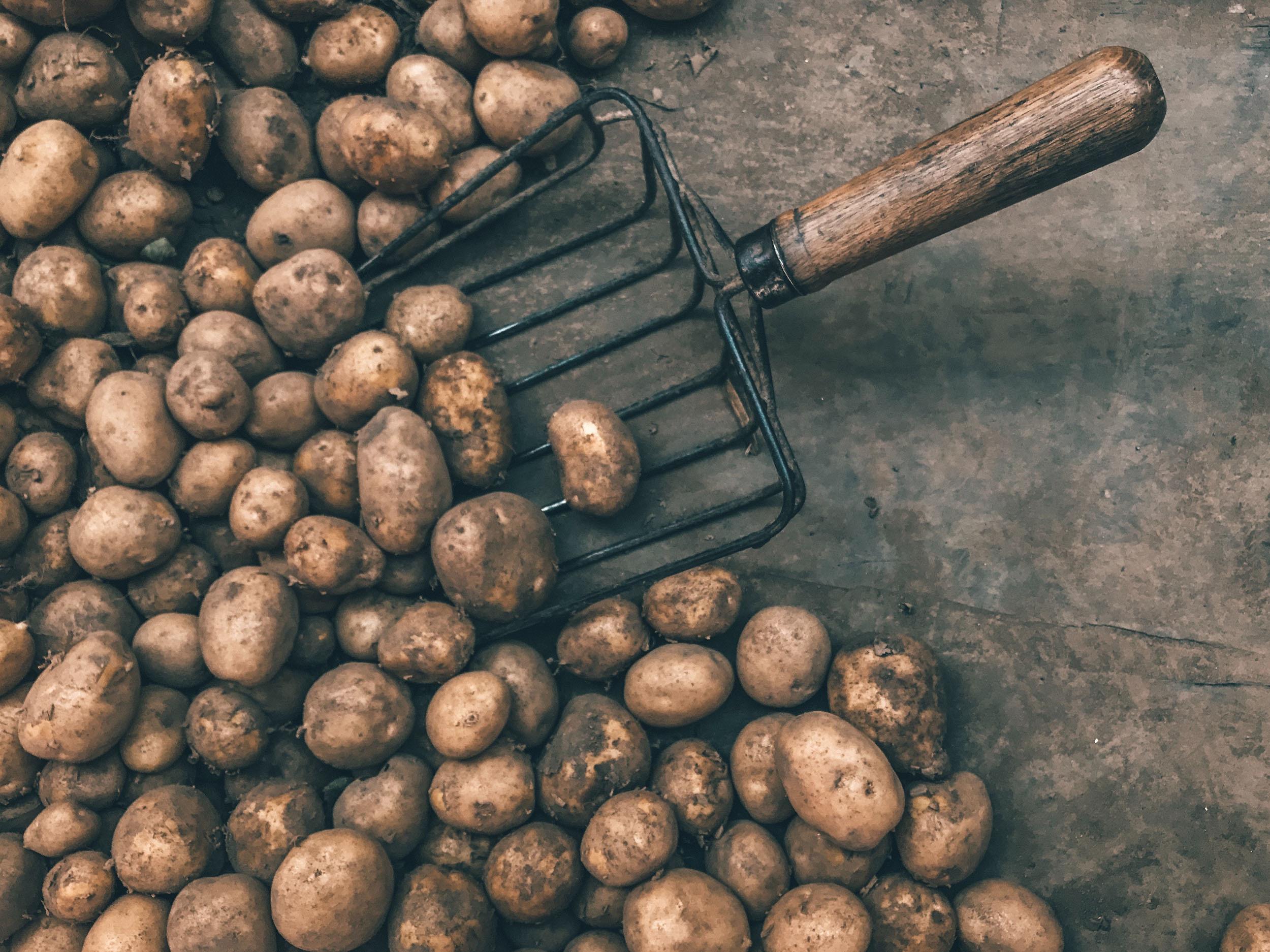 Brushed potatoes on the ground beside a shovel