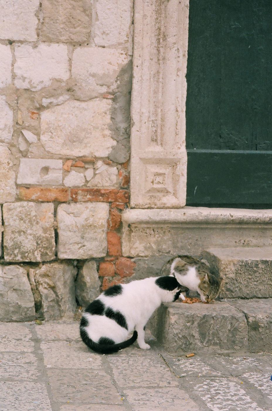 Cats outside a house in Dubrovnik Croatia