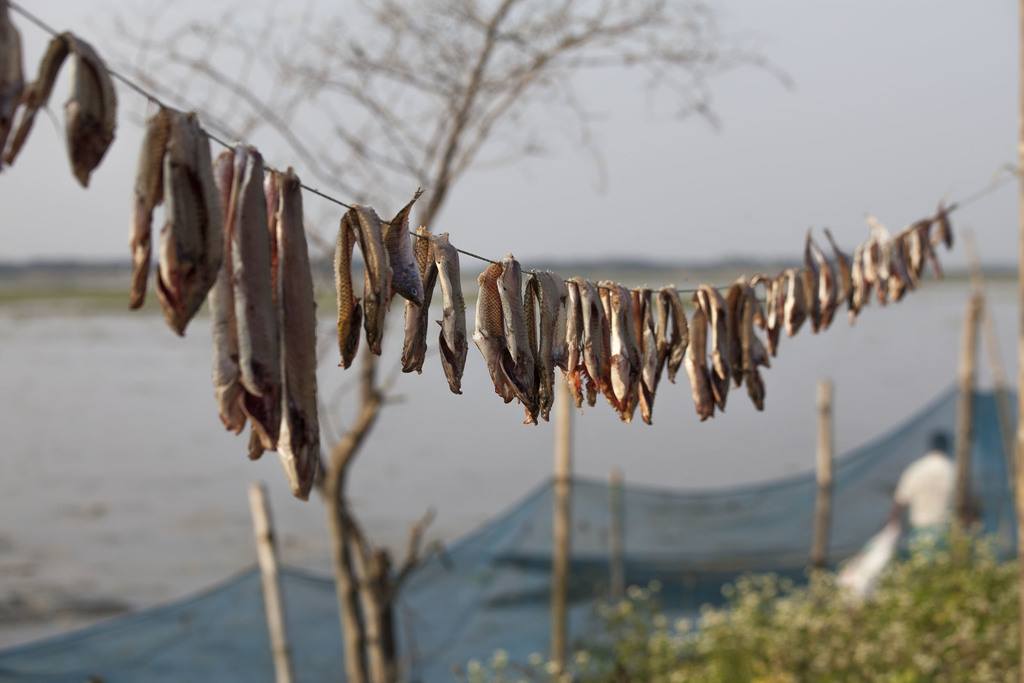 Fish drying in the sun beside water near Srimangal Bangladesh