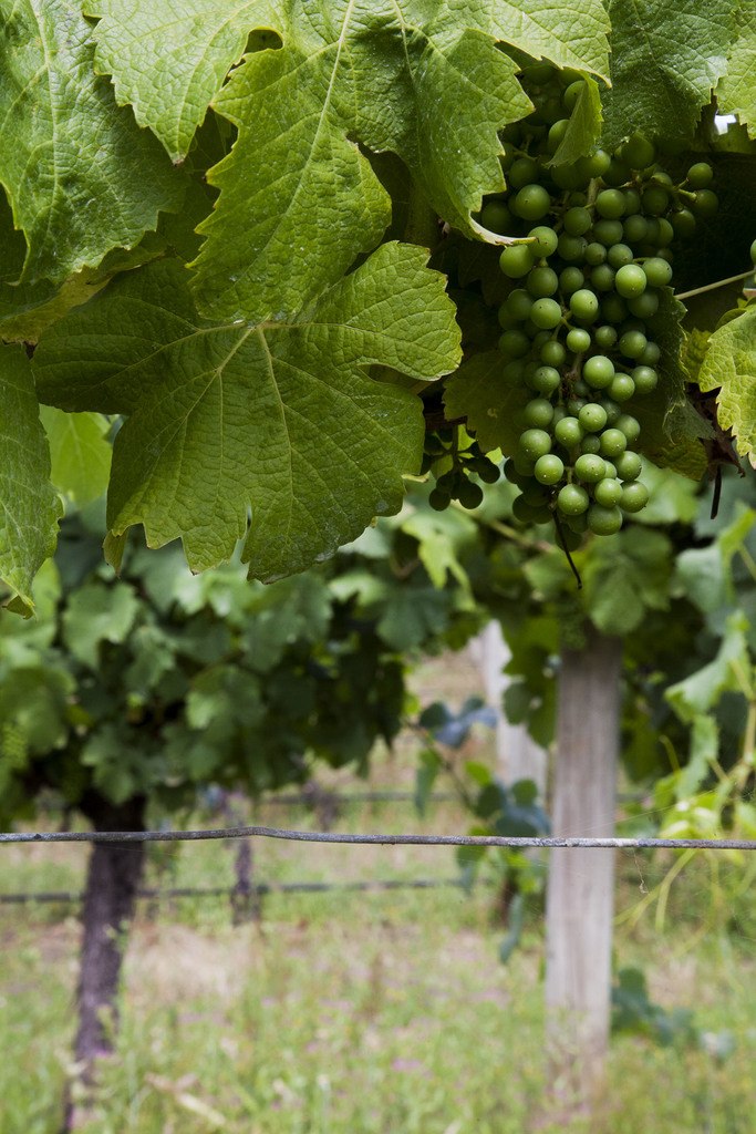 Leeuwin Vineyard in Margaret River Australia