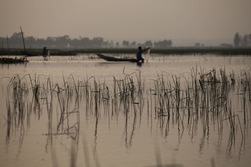 Reeds in water with man fishing near Srimangal Bangladesh