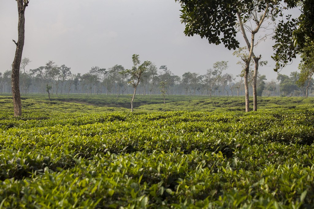 Tea plantation near Sirmangal Bangladesh