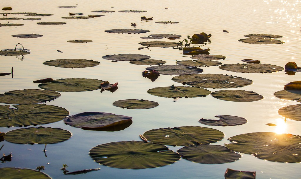 Water lily pads at dusk near Srimangal Bangladesh