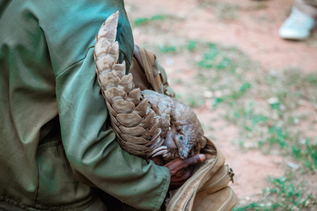 1 A pangalin being cared for at Wild is Life in Harare, Zimbabwe