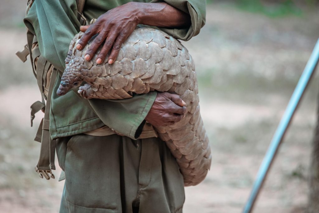 2 A pangalin being cared for at Wild is Life in Harare, Zimbabwe