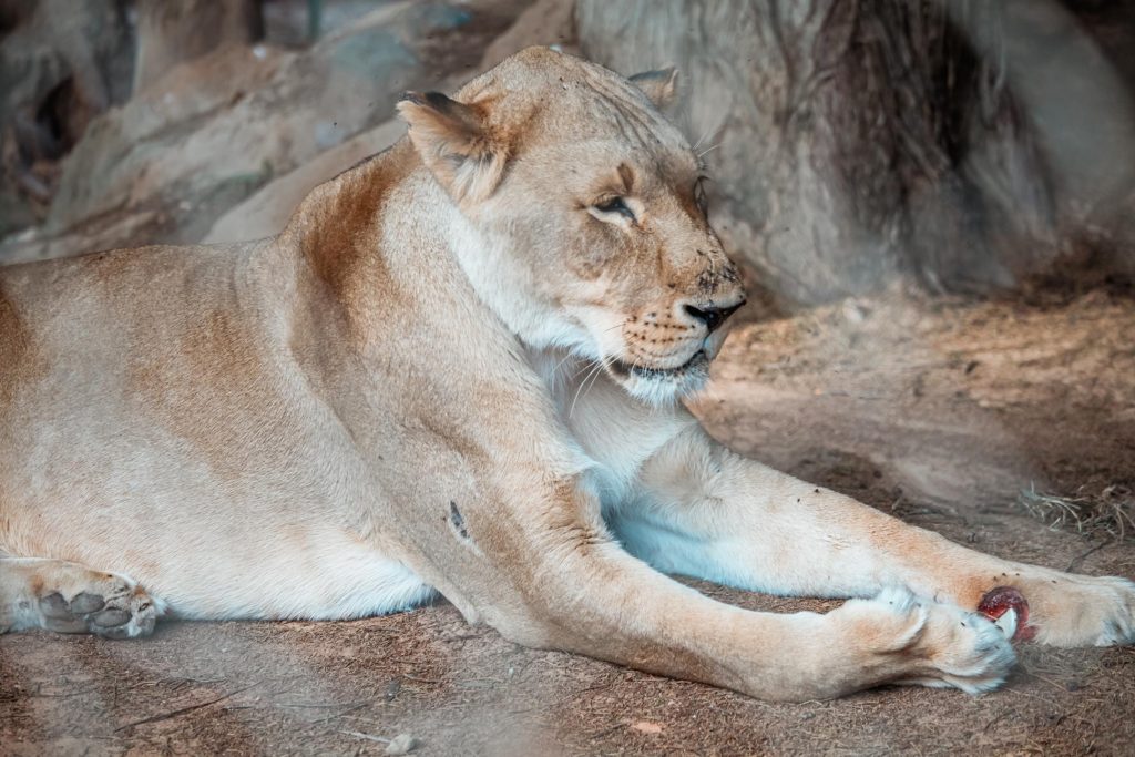 A lion at Wild is Life in Harare, Zimbabwe