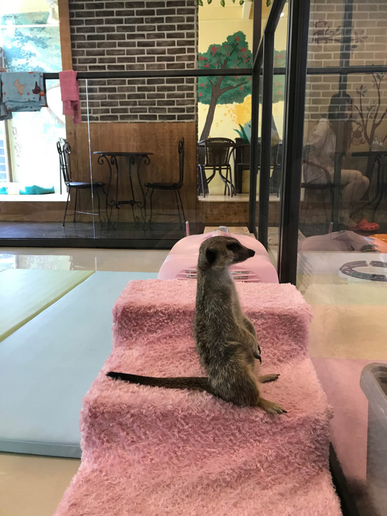 A meerkat at Meerkat Friends Cafe