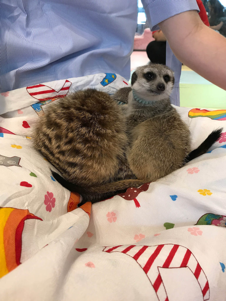 A meerkat making home on someone's lap at Meerkat Friends Cafe