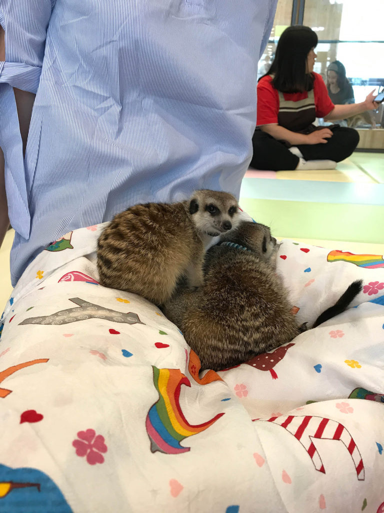 A meerkat on a lap at Meerkat Friends Cafe