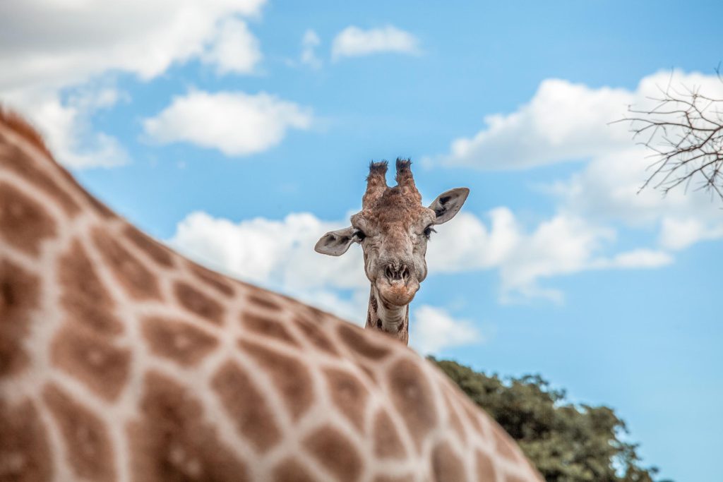 A mischevious giraffe at Wild is Life in Harare, Zimbabwe