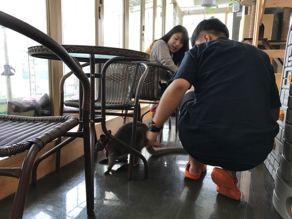 A wallaby entertaining guests at Meerkat Friends Café