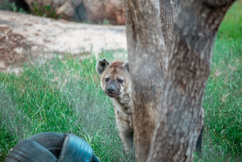 African wild dog at Wild is Life in Harare, Zimbabwe