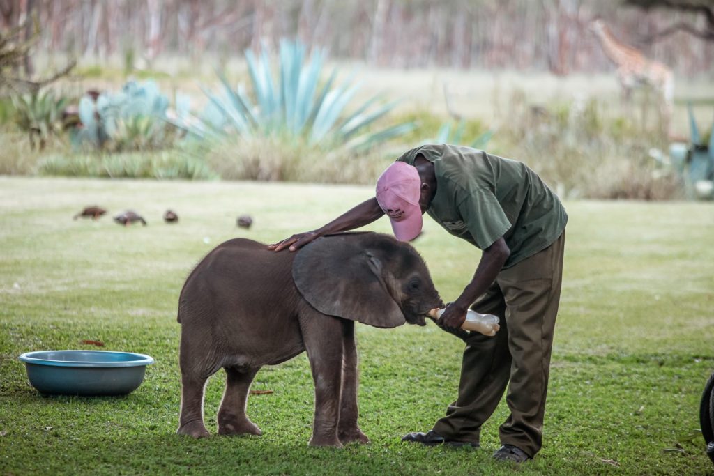 Baby elephant being fed at Wild is Life in Harare, Zimbabwe