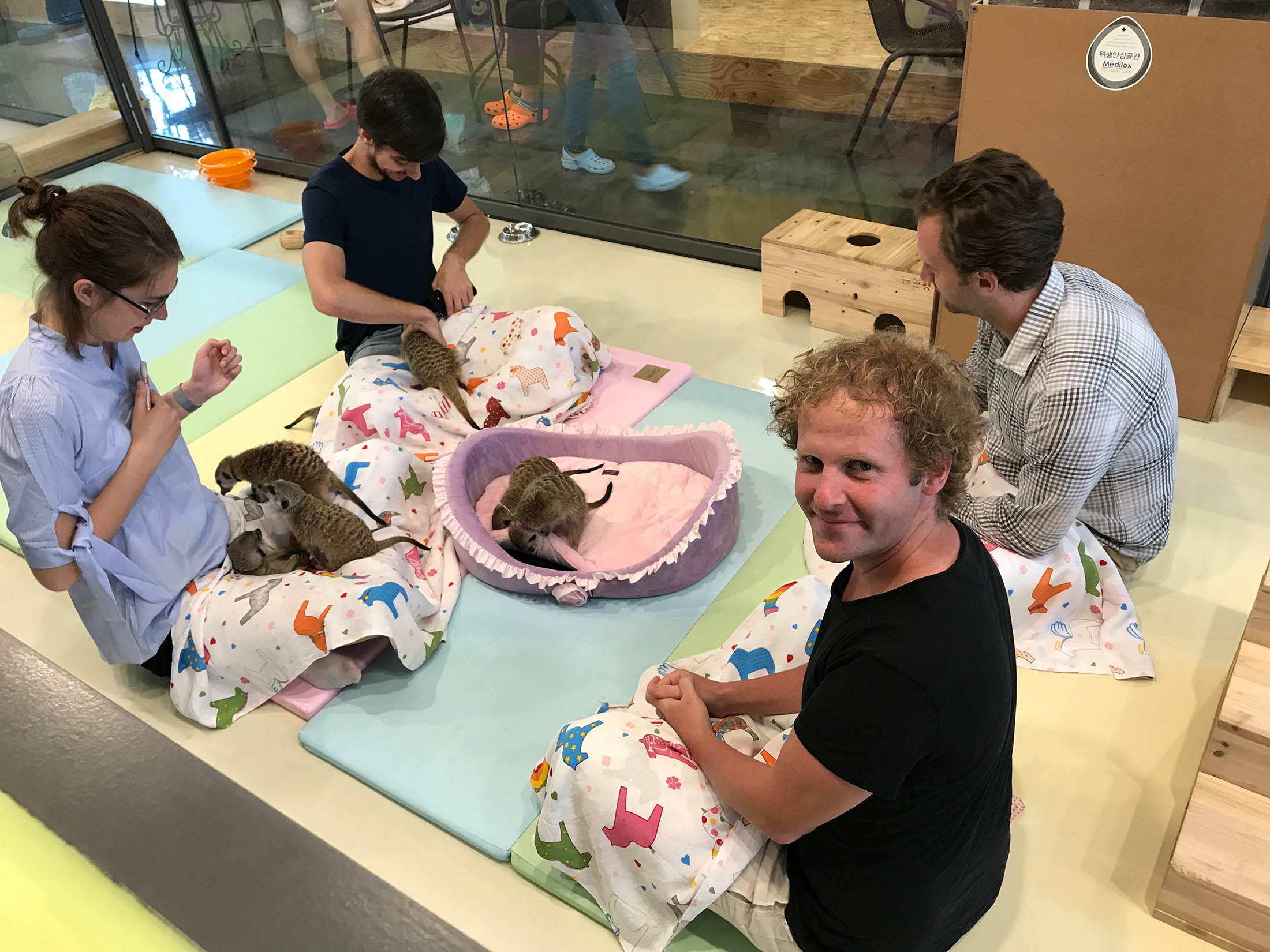 Ben and friends playing with meerkats at Seoul's Meerkat Friends Café