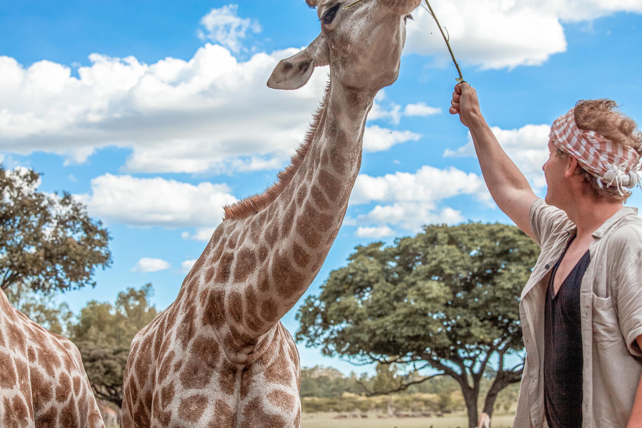 Ben feeding a giraffe at Wild is Life Harare Zimbabwe - post