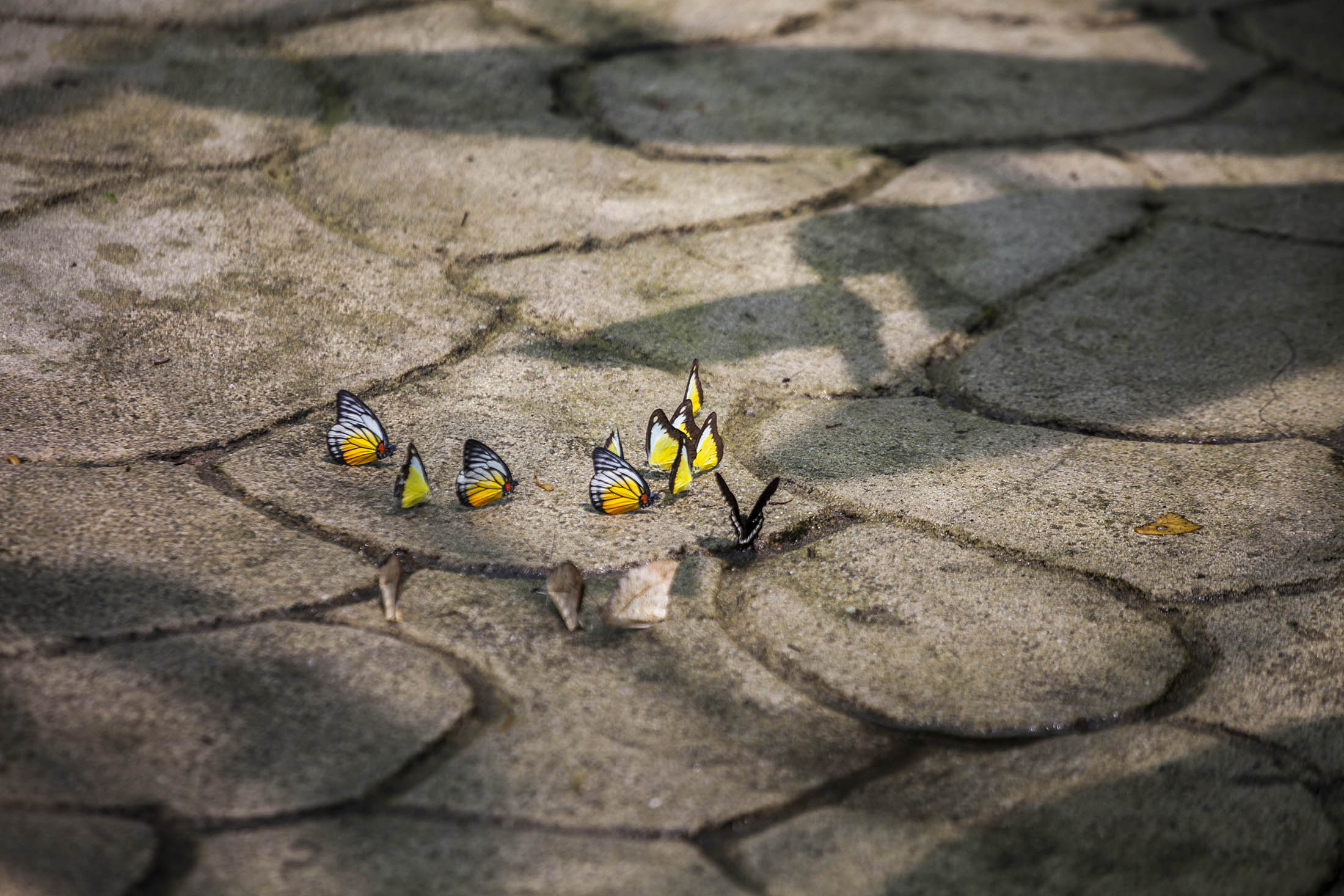 Butterflies hovering over concrete at Kuala Lumpur Butterfly Park, Malaysia