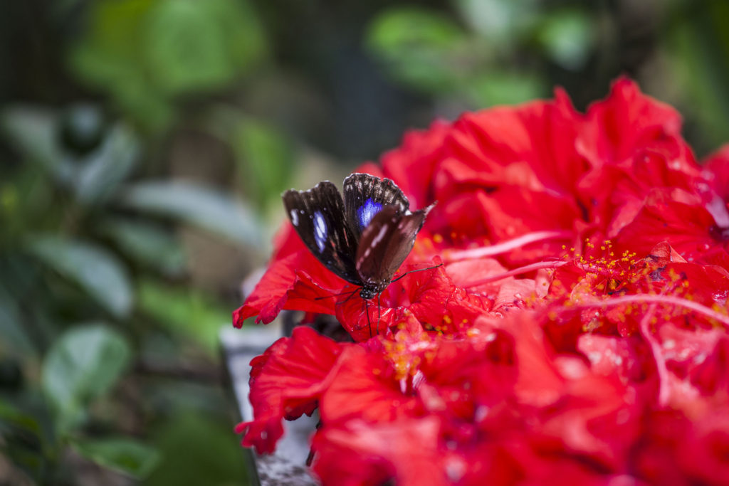 Butterfly Park in Kuala Lumpur, Malaysia