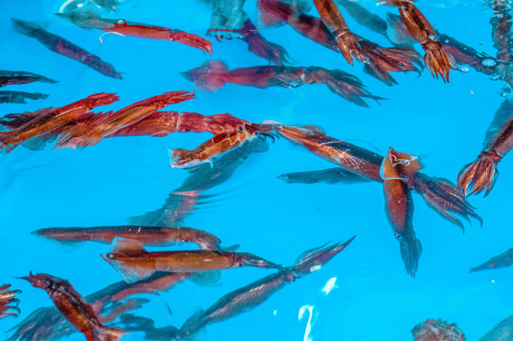 Fish at markets in Sokcho, South Korea