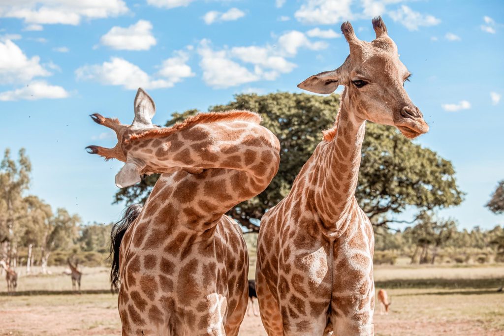 Giraffes at Wild is Life in Harare, Zimbabwe
