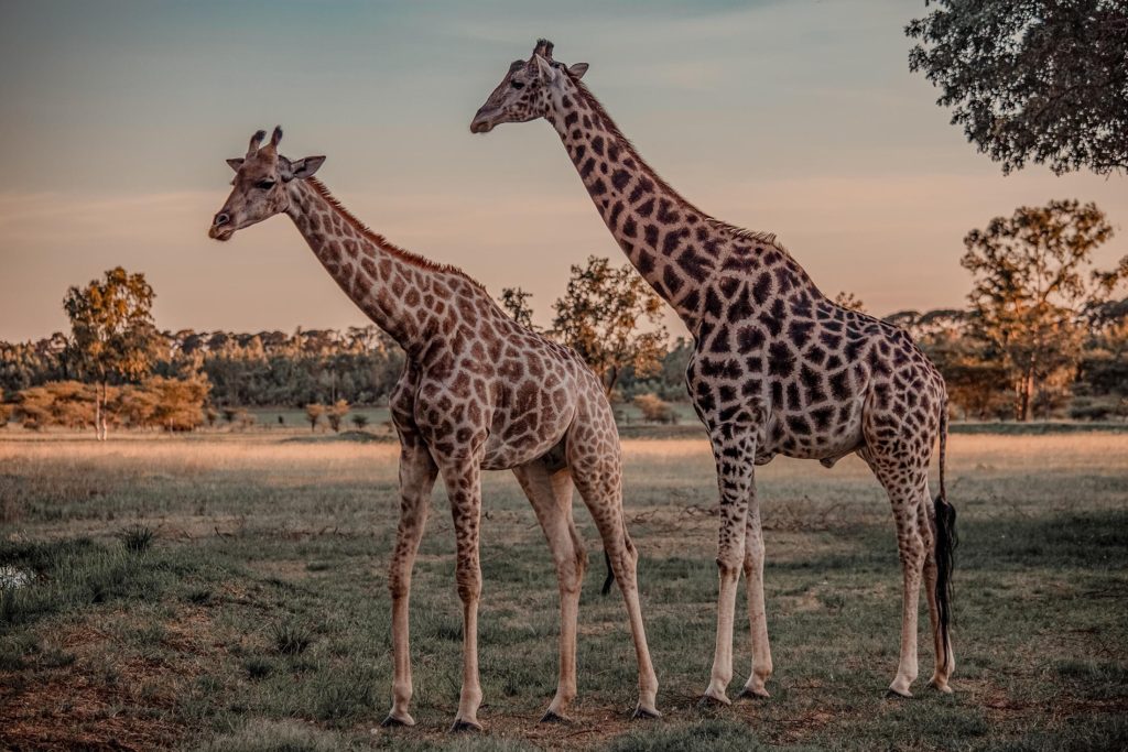 Giraffes at dusk at Wild is Life in Harare, Zimbabwe