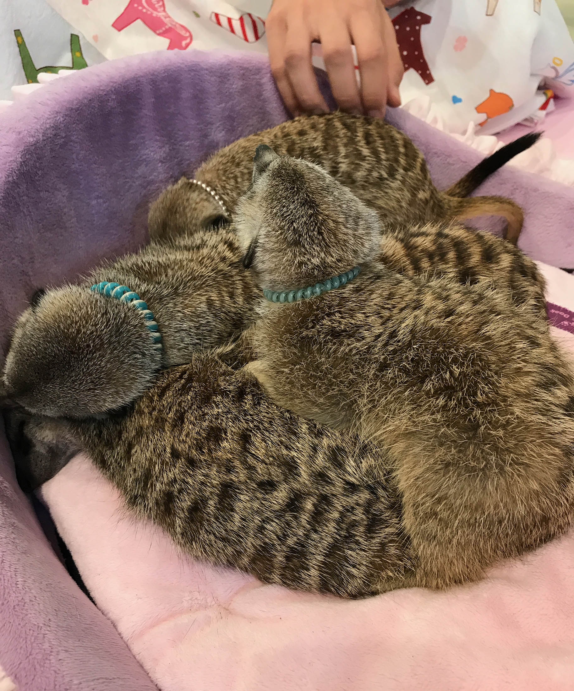 Meerkats in a basket at Meerkat Friends Cafe