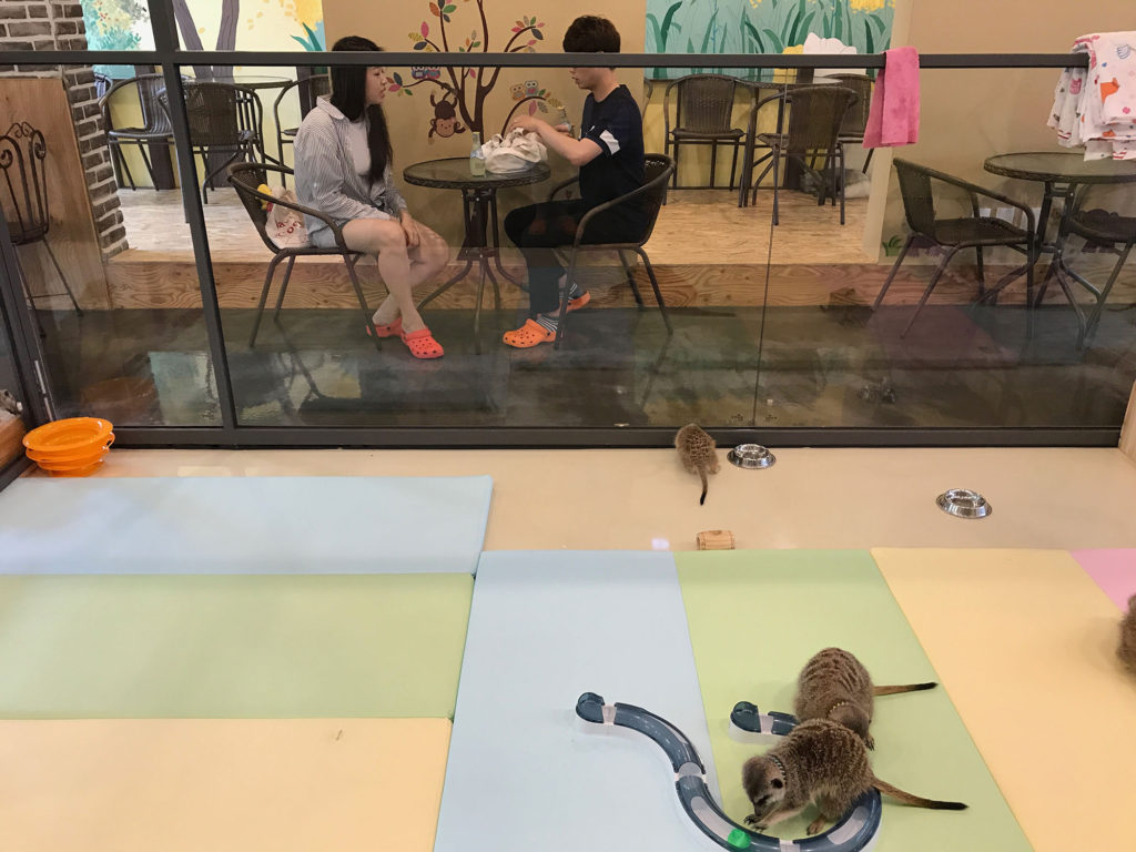 Meerkats in a pen at the centre of Meerkat Friends A wallaby entertaining guests at Meerkat Friends Café