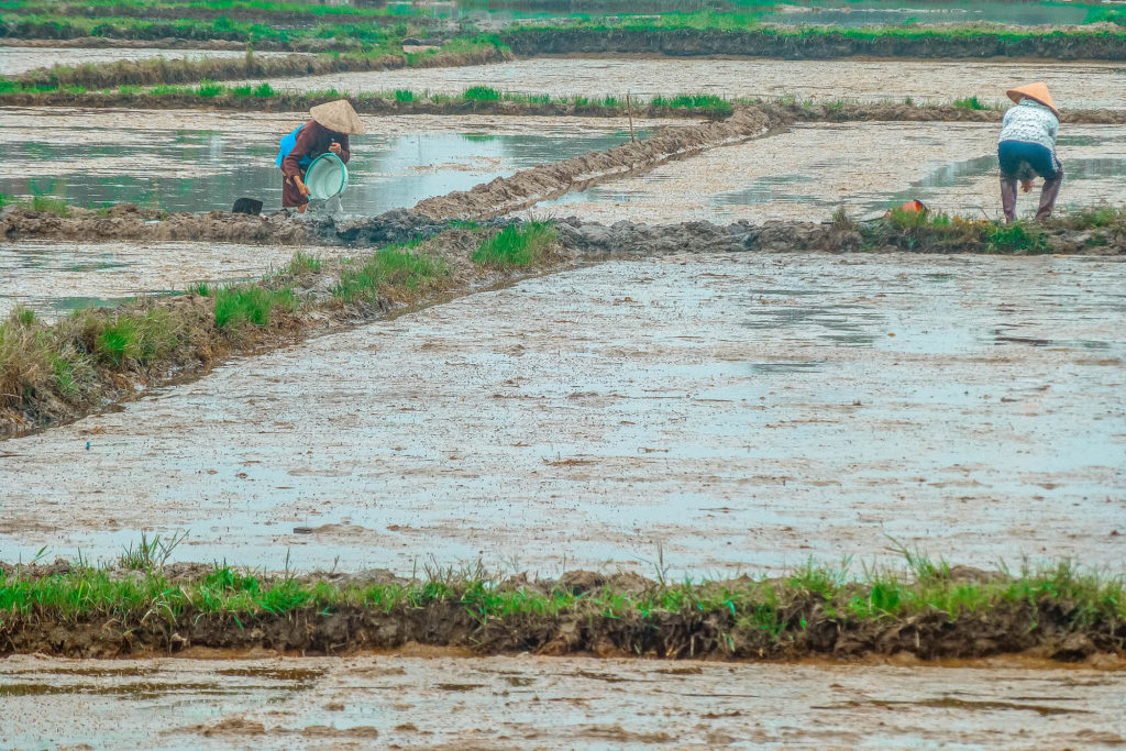 People tending to rice paddies near Hoi An, Vietnam