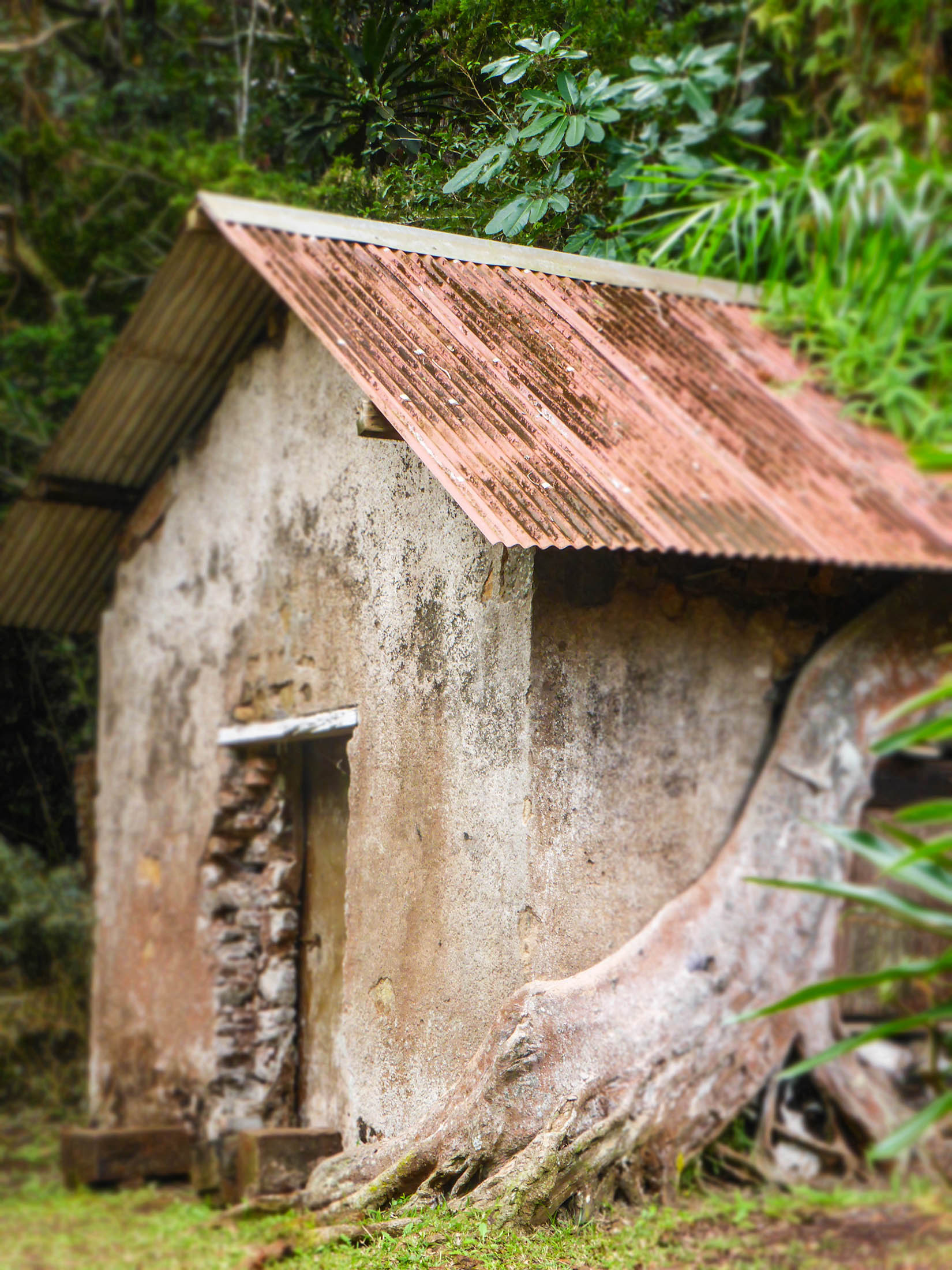 Tree hugging a building in Prony Village, New Caledonia