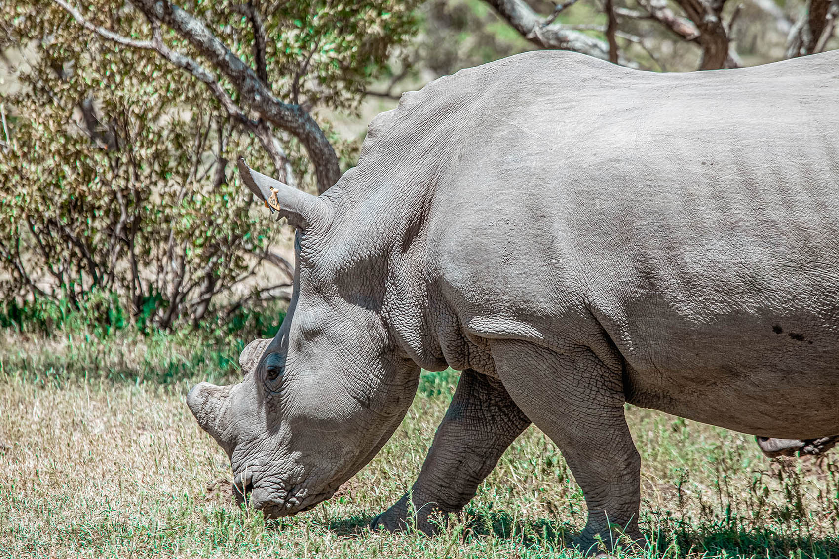 A huge white rhino in Matobo National Park, Zimbabwe