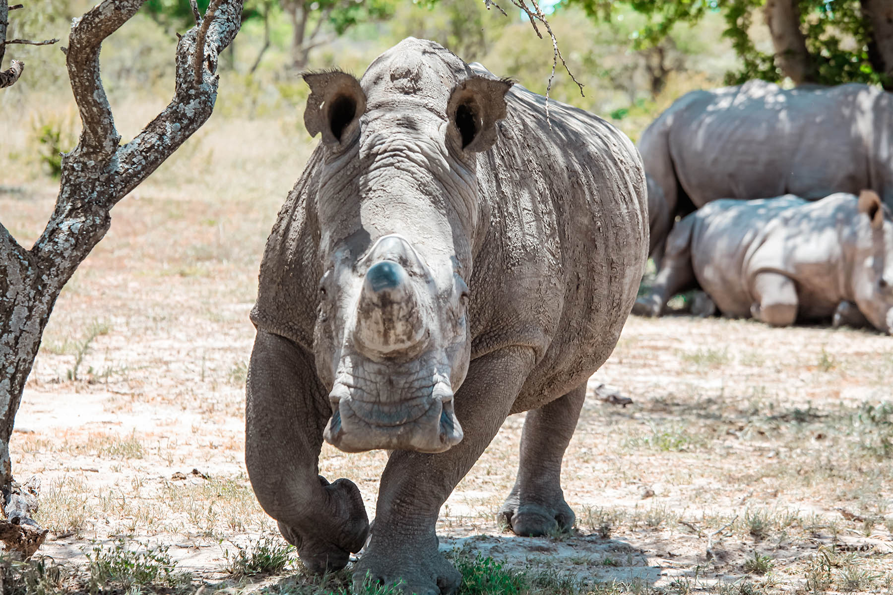 A white rhino facing the camera in Matobo National Park, _Zimbabwe