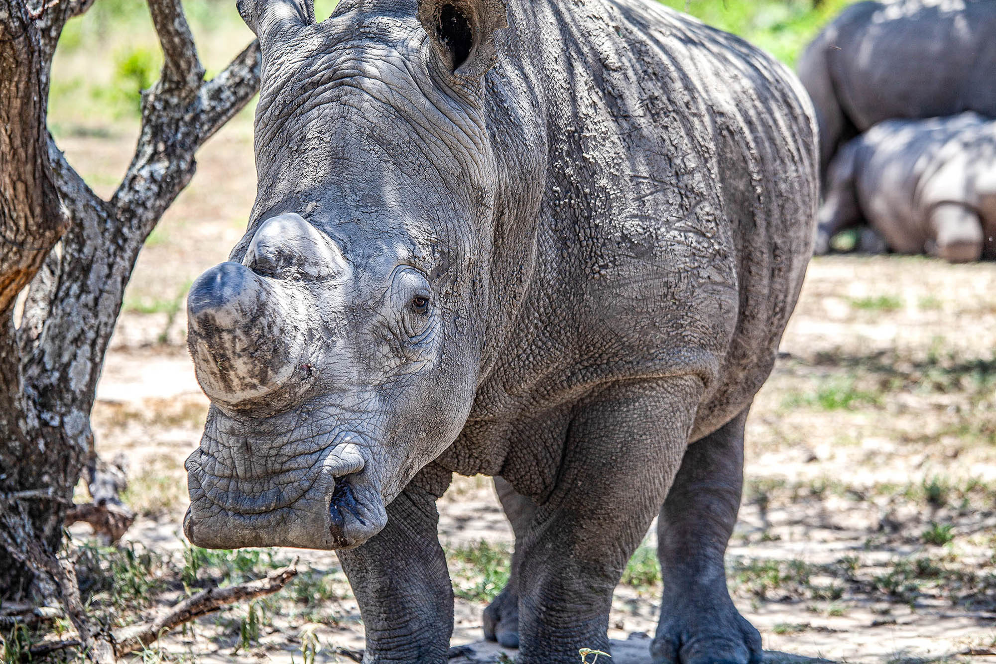 A white rhino in Matobo National Park, Zimbabwe