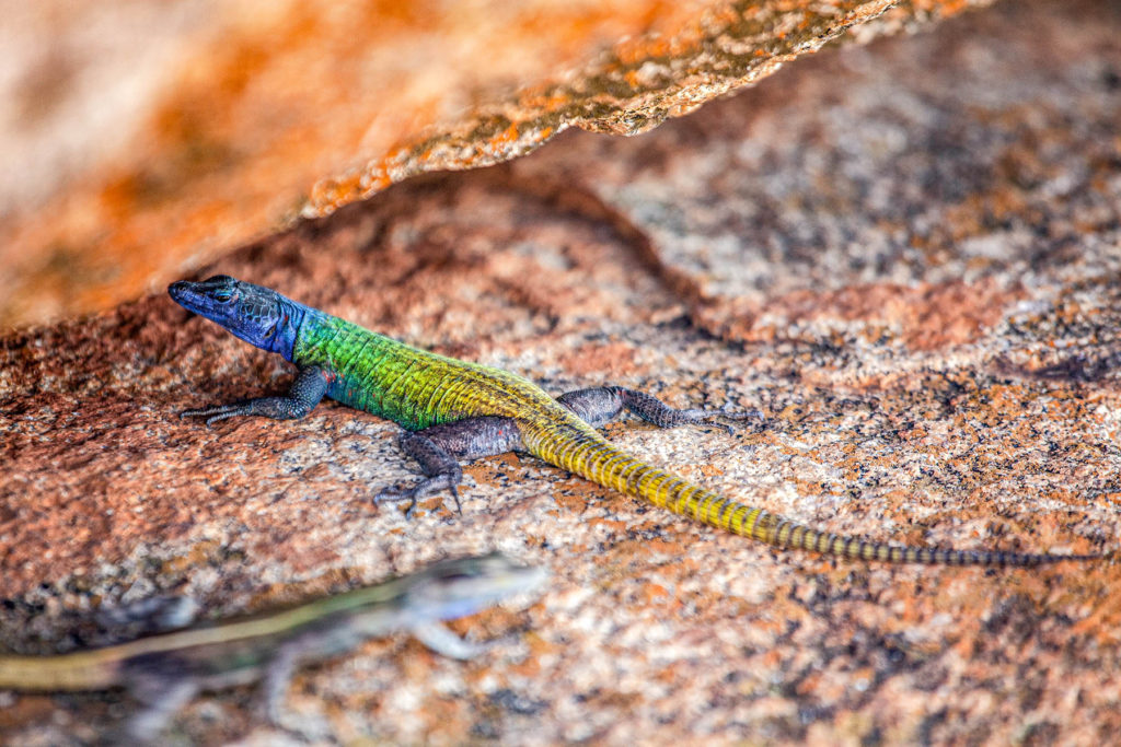 Beautiful colourful lizard in Matobo National Park Zimbabwe