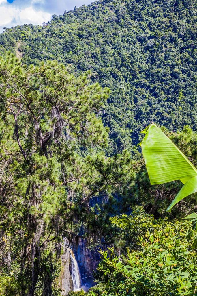 Forest near Salto Jimenoa Uno, Jarabacoa, Dominican Republic