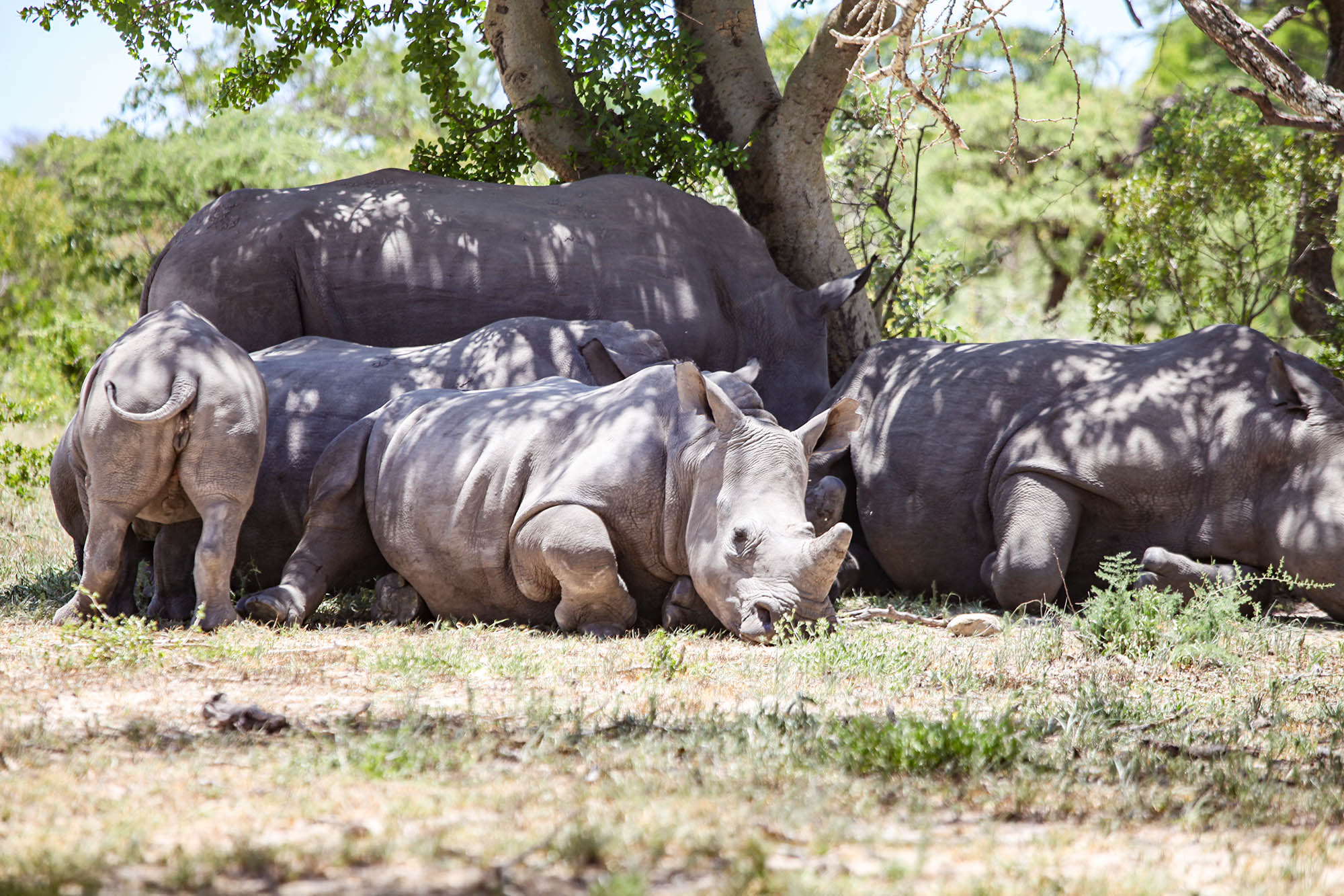 White rhino crash under a tree in Matobo National Park, Zimbabwe